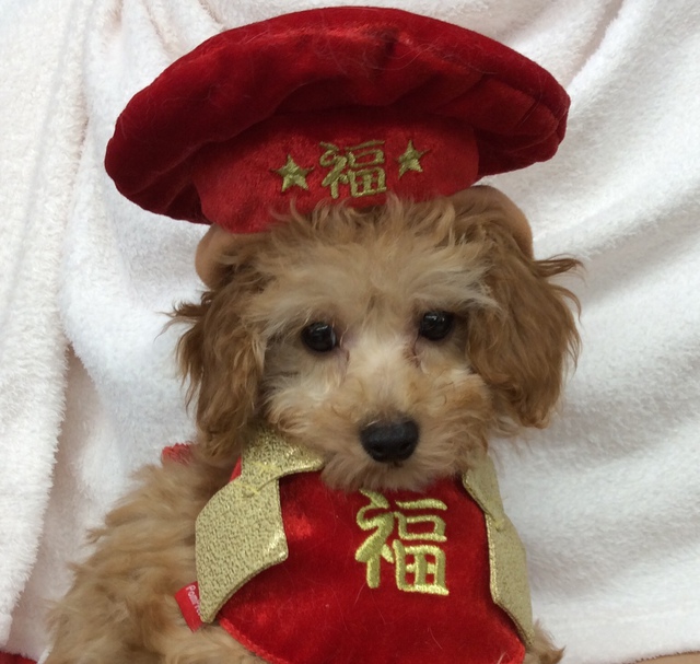 ピックアップ わんわんペットセンター | 4ページ目 | 唐津ケンネル｜犬